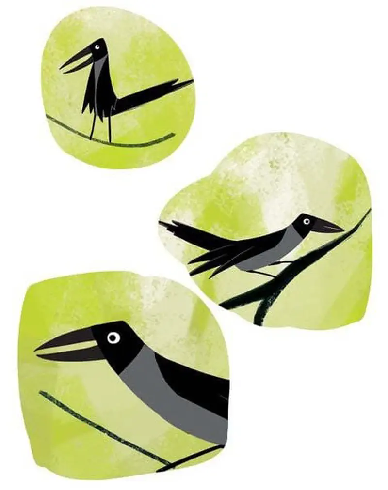 Three circular vignettes on green backgrounds showing a black and gray magpie in different poses: standing on a branch, flying, and perching alertly.
