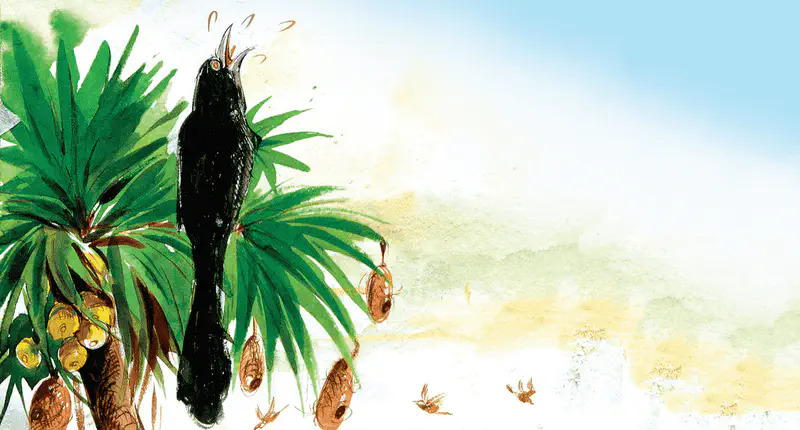 A black cuckoo calls loudly from atop a palm tree with hanging weaver bird nests, while small birds fly nearby against a pale blue sky.