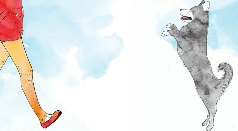 A gray dog jumps excitedly toward a person in red shorts, standing on hind legs with front paws raised.