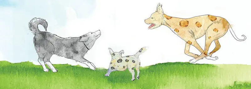 Three dogs play together running across a green grassy field - a gray dog, a spotted white dog, and a tan spotted dog.