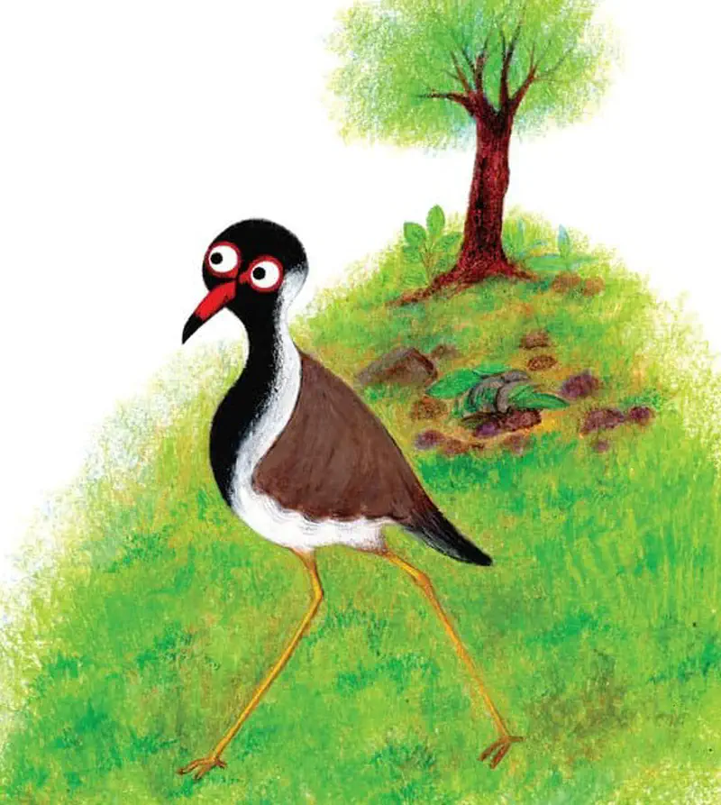 A lapwing bird with red eyes walks across a grassy hill with a tree in the background and its nest visible nearby.
