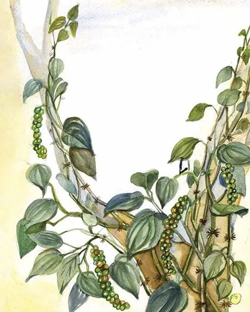 Pepper vines with green peppercorn clusters climbing up tree trunks with heart-shaped leaves in a watercolor botanical illustration.
