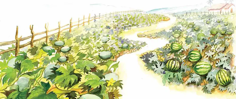 A farm path winding between melon and watermelon fields with sprawling vines, wooden fences, and a farmhouse in the distance.