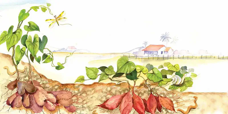 Sweet potato vines growing from the soil showing purple tubers underground, with a dragonfly, snail, and worm, and a farmhouse in the distance.