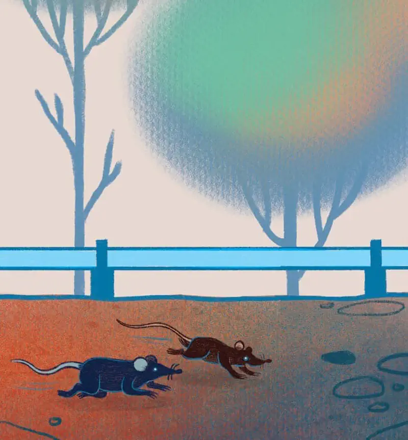 Two rats run along a path beside a blue fence with bare trees and a misty sky in the background.