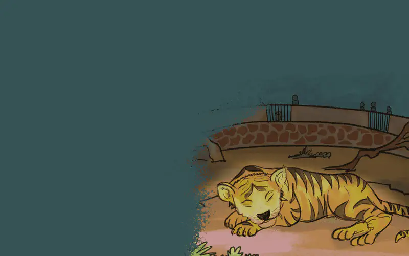 A tiger sleeps peacefully in its zoo enclosure with a stone wall and metal railing visible in the background.